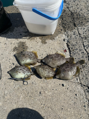 カワハギの釣果