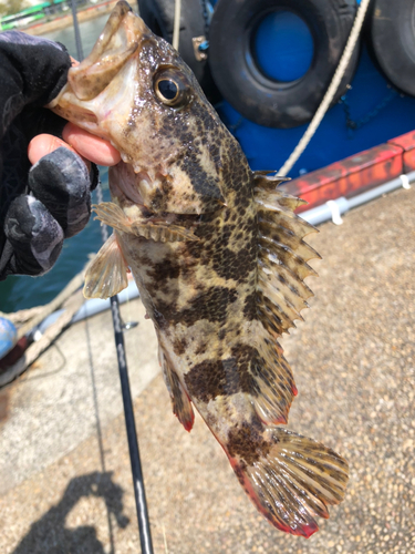 タケノコメバルの釣果