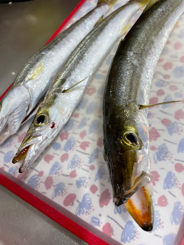 カマスの釣果