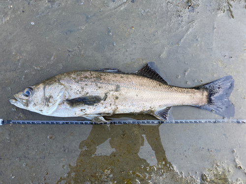 マルスズキの釣果