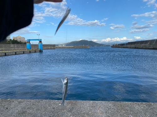 カタクチイワシの釣果