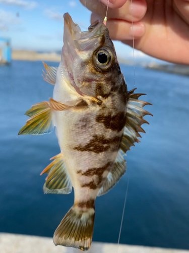 タケノコメバルの釣果