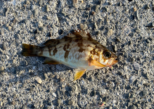 メバルの釣果