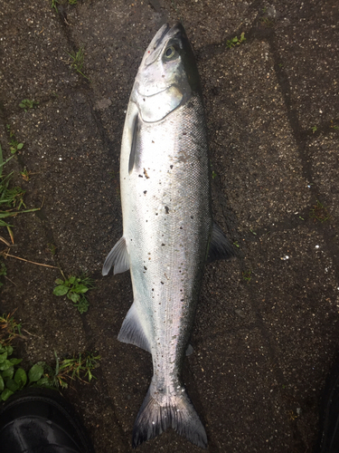 サツキマスの釣果