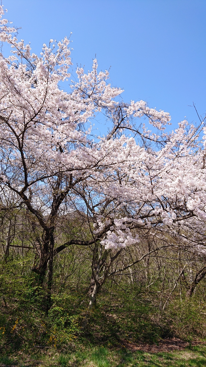 イワナ