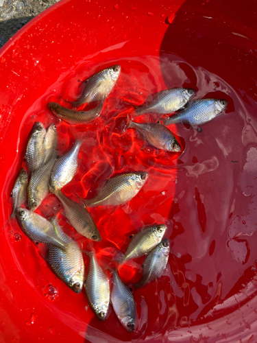 タイリクバラタナゴの釣果