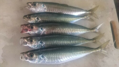 アジの釣果