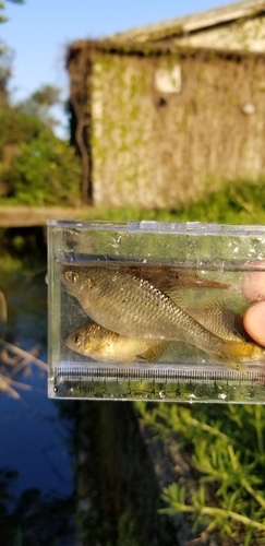 タナゴの釣果