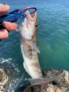 ホッケの釣果