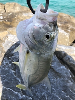 ギンガメアジの釣果