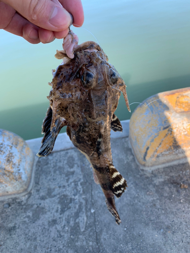 オニカジカの釣果