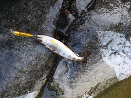 アマゴの釣果