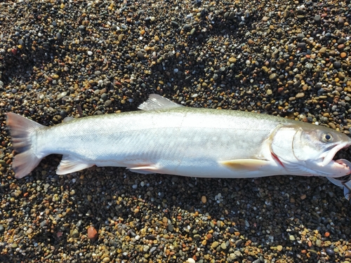 アメマスの釣果