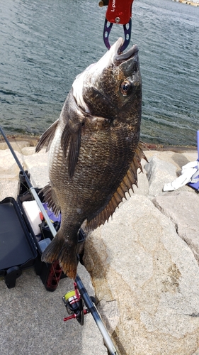 チヌの釣果