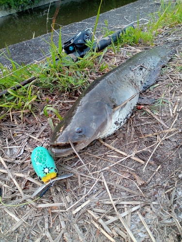 ナマズの釣果