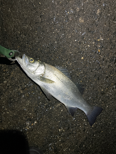 ヒラスズキの釣果