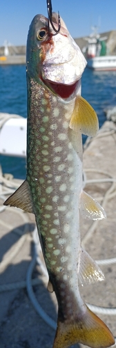 アメマスの釣果