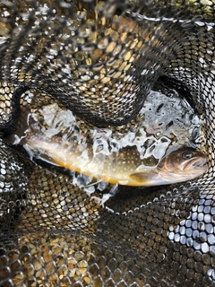 イワナの釣果