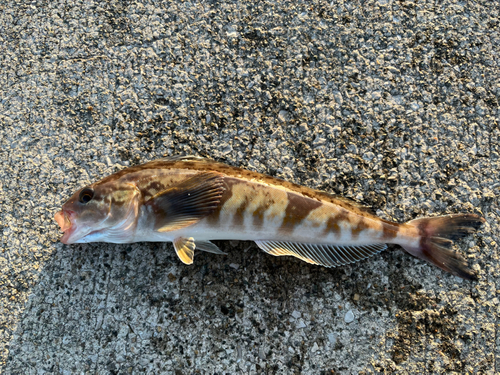 ホッケの釣果