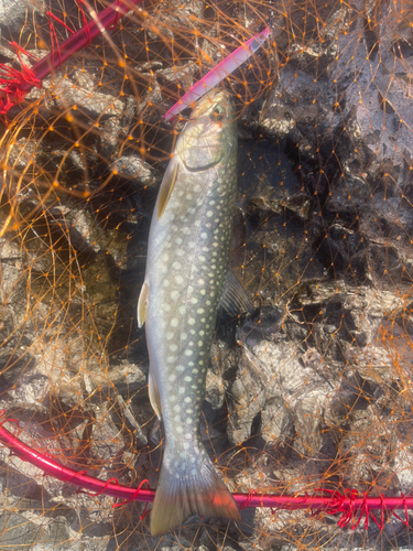 アメマスの釣果