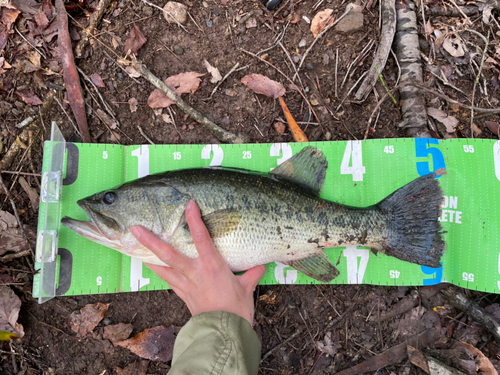 ブラックバスの釣果