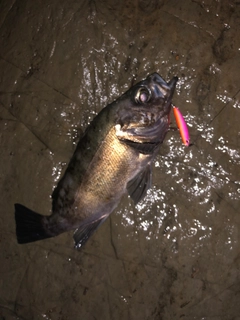 クロメバルの釣果