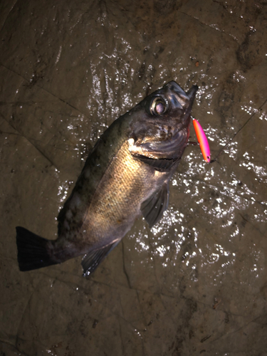 クロメバルの釣果