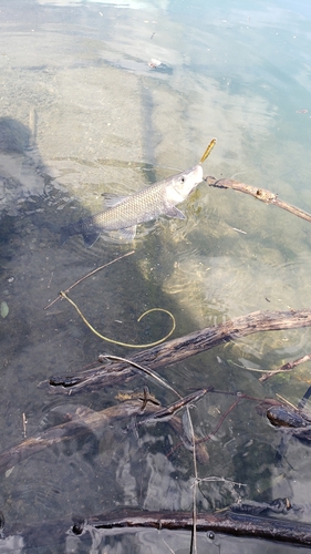 ニゴイの釣果