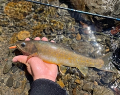 ヤマトイワナの釣果