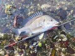 キビレの釣果