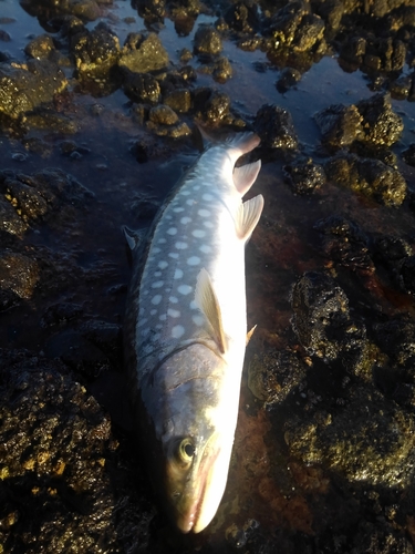 アメマスの釣果