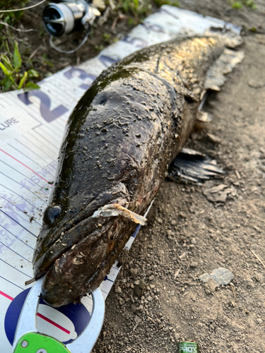 ライギョの釣果