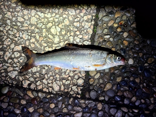 マルタウグイの釣果