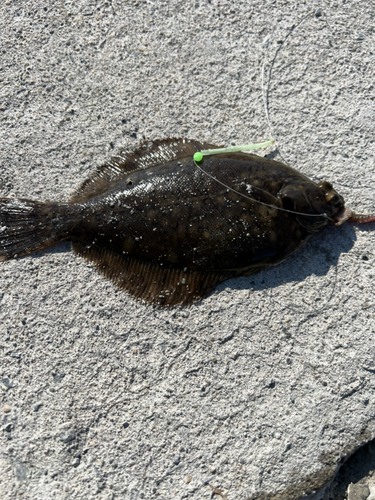 ホッケの釣果