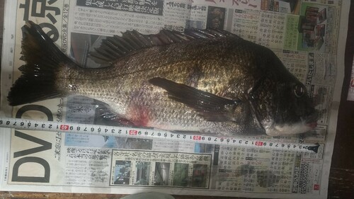 クロダイの釣果