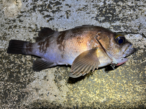 メバルの釣果