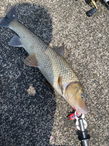 ニゴイの釣果