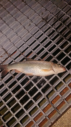 ウグイの釣果