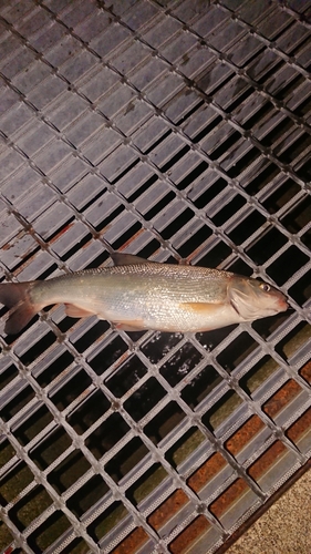 ウグイの釣果