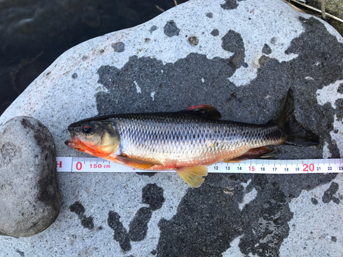 カワムツの釣果