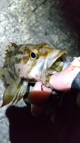 タケノコメバルの釣果