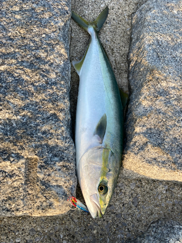 ハマチの釣果