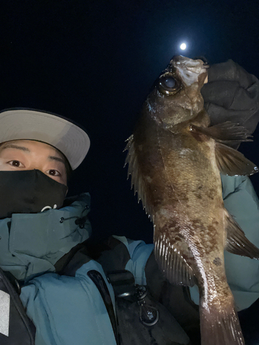 クロメバルの釣果