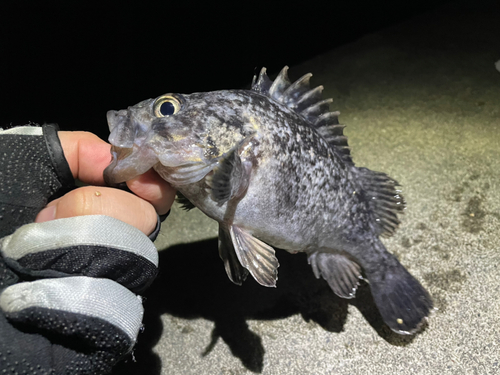 クロソイの釣果