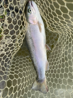 トラウトの釣果