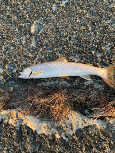 アメマスの釣果