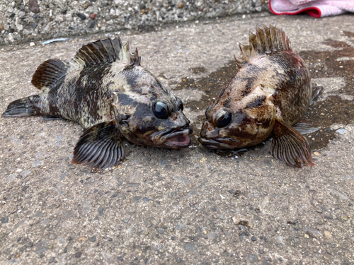 ムラソイの釣果