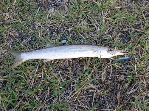 アカカマスの釣果