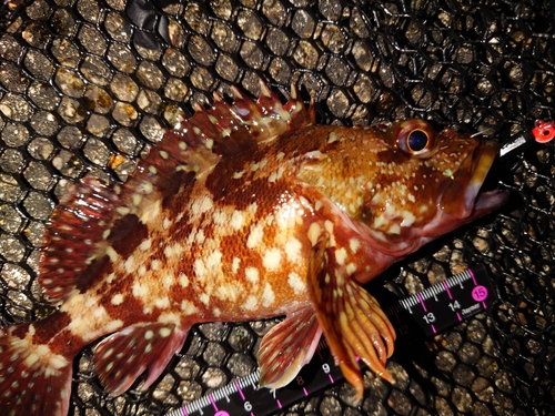 カサゴの釣果