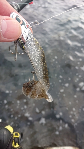 カレイの釣果